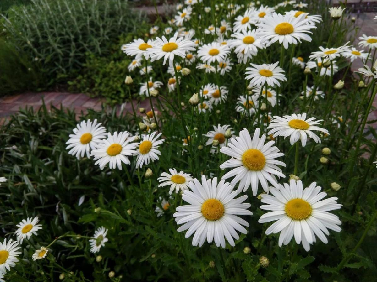 Daisy Place Franschhoek Kültér fotó